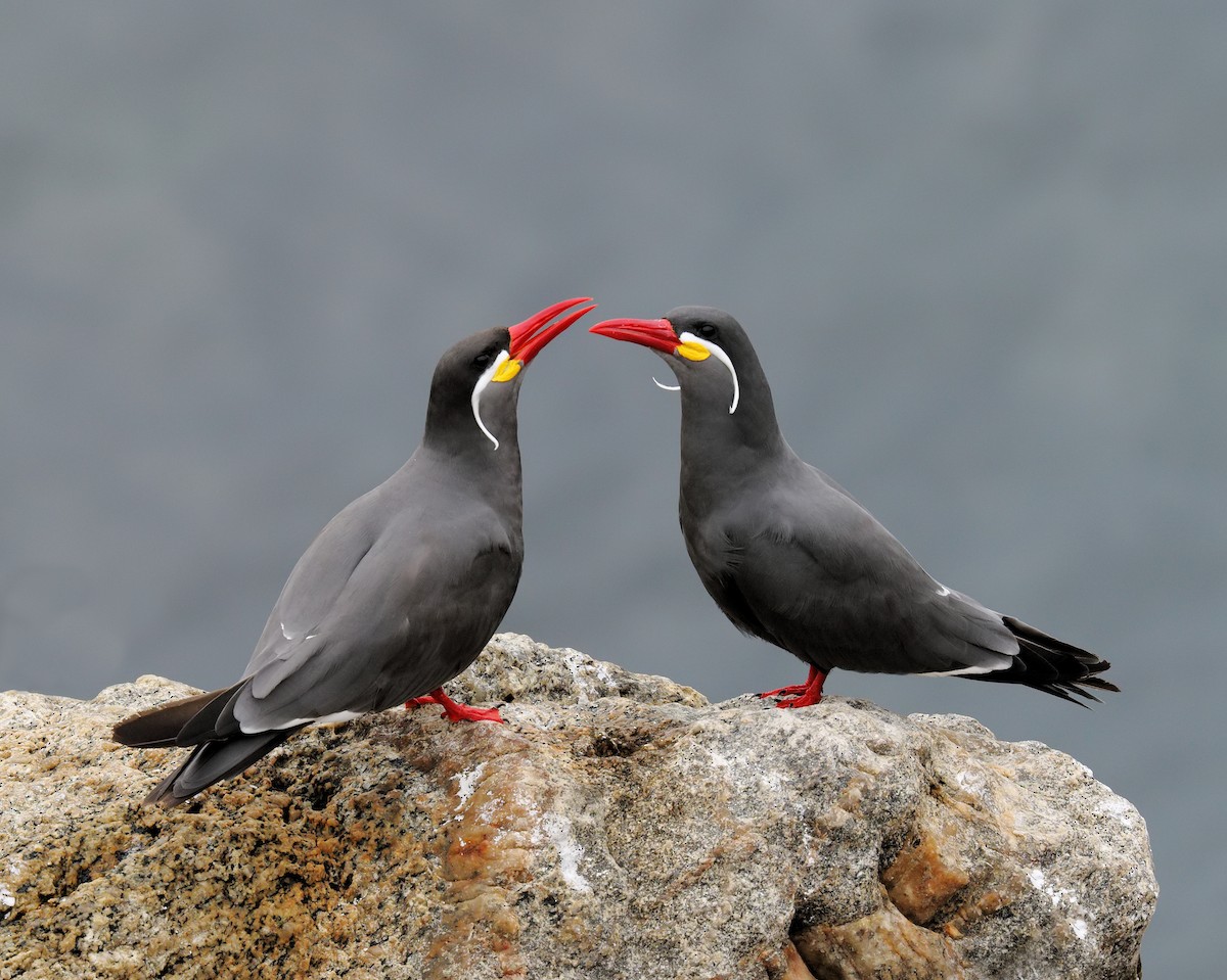 Inca Tern - ML205591231