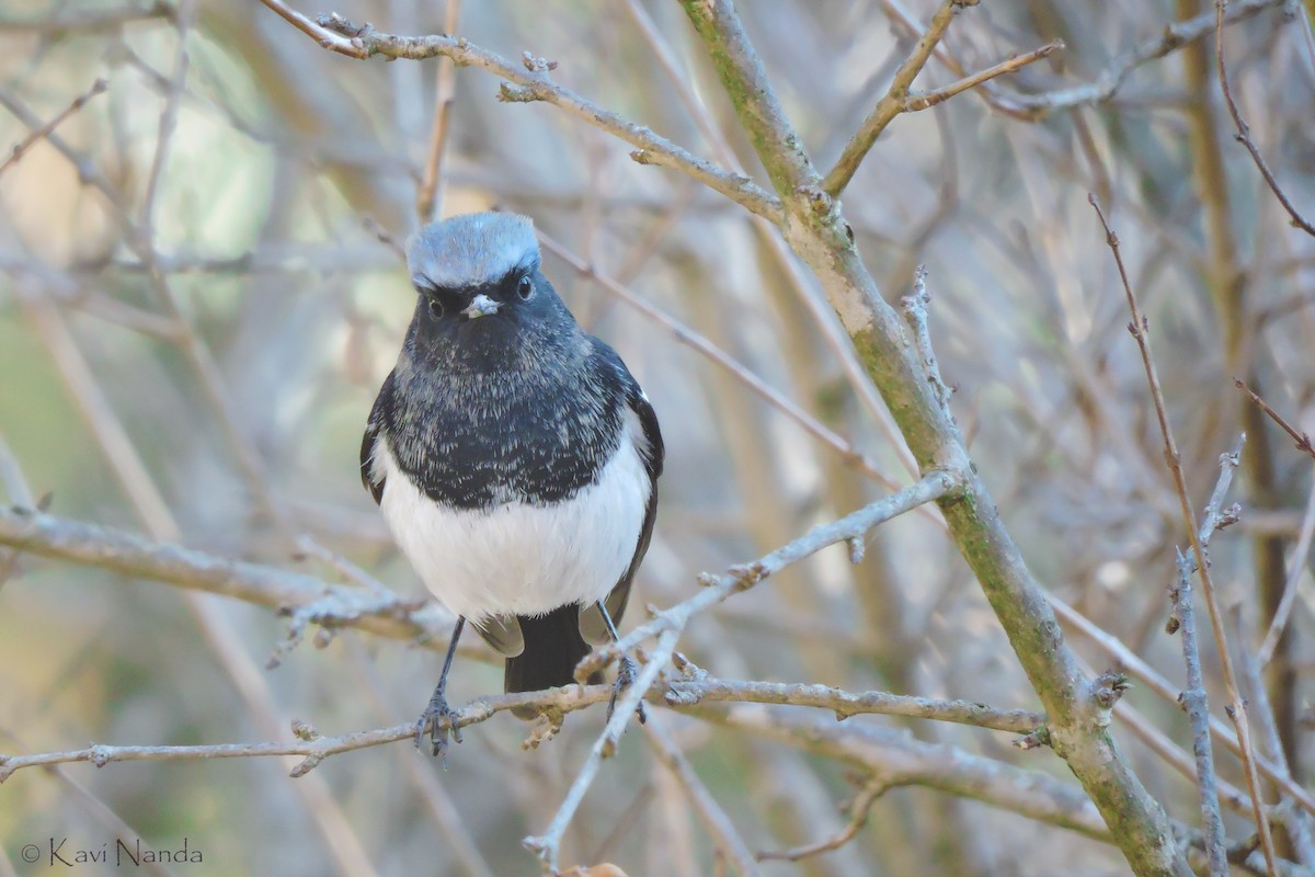 Blue-capped Redstart - Kavi Nanda