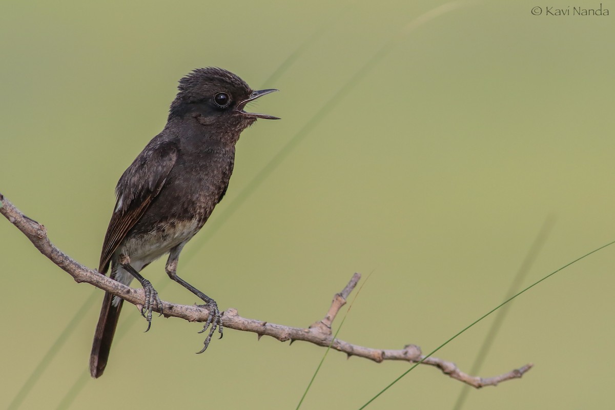 Pied Bushchat - ML205591781