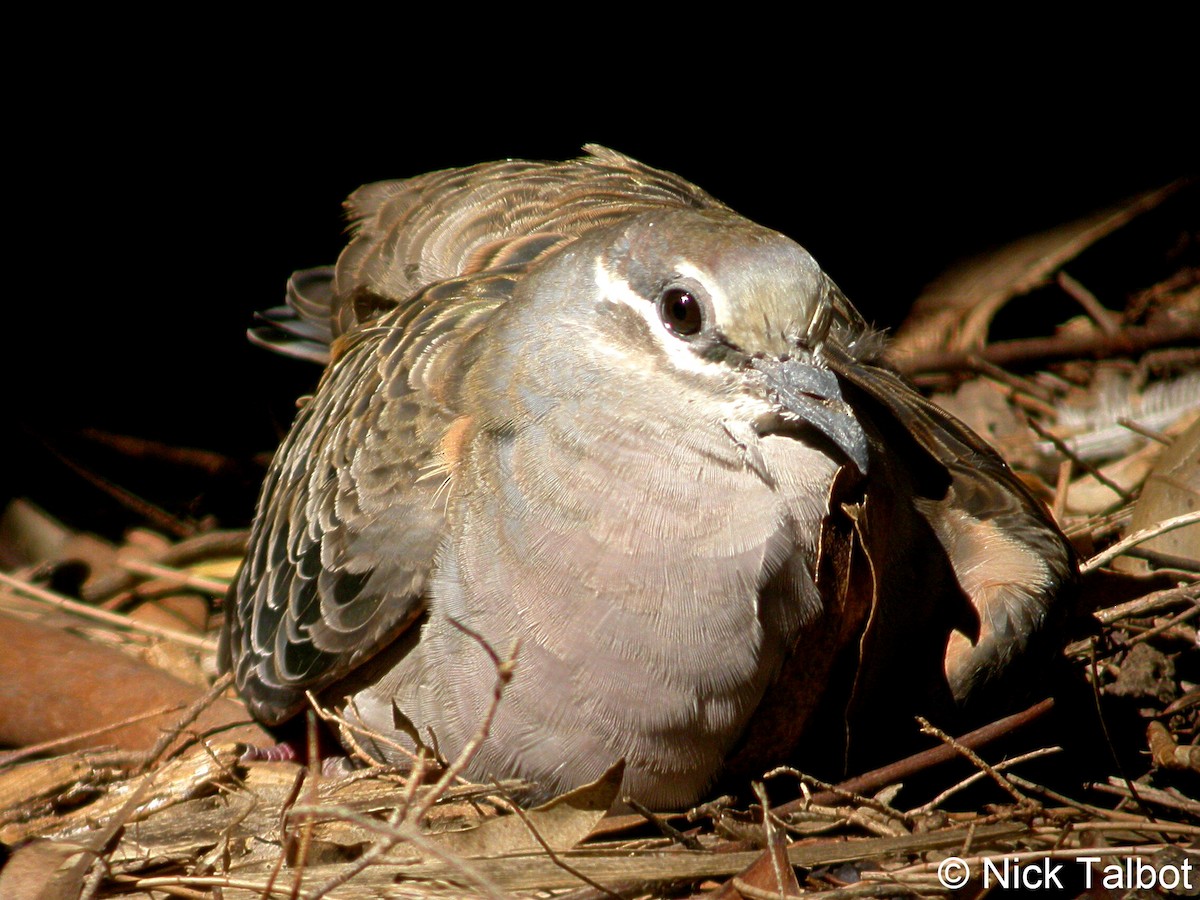 Common Bronzewing - ML205591811