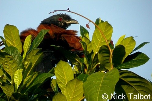 Greater Coucal (Greater) - ML205591841