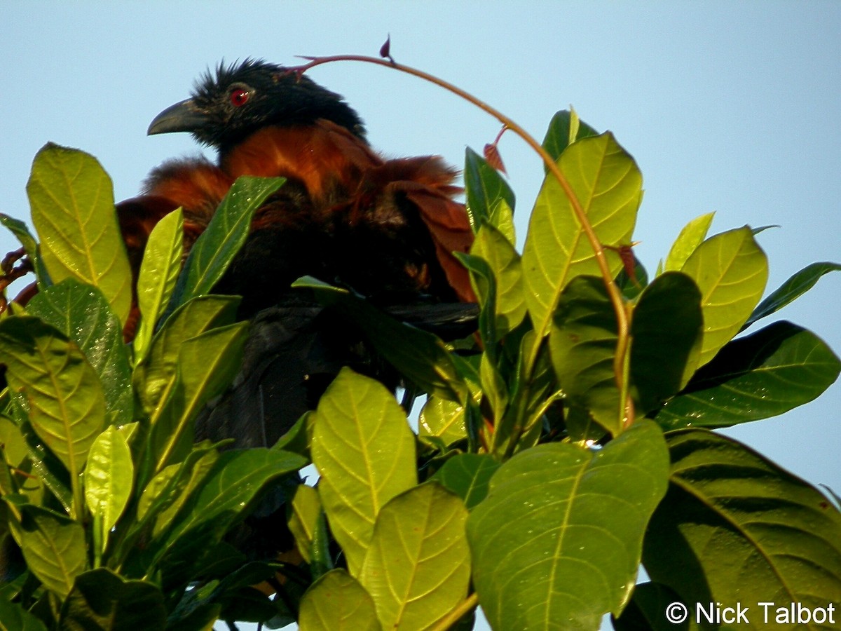 Grand Coucal (groupe sinensis) - ML205591911