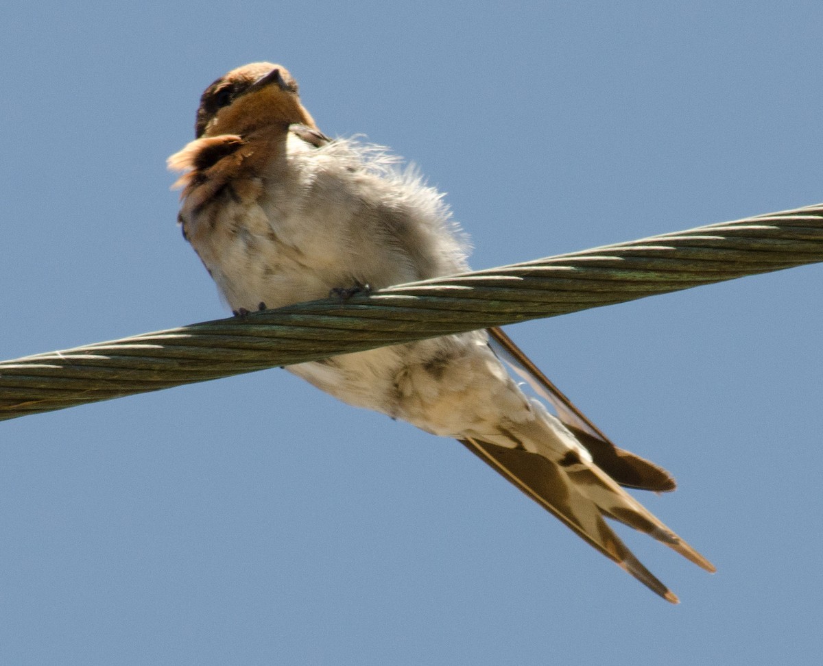 Golondrina Australiana - ML205592371