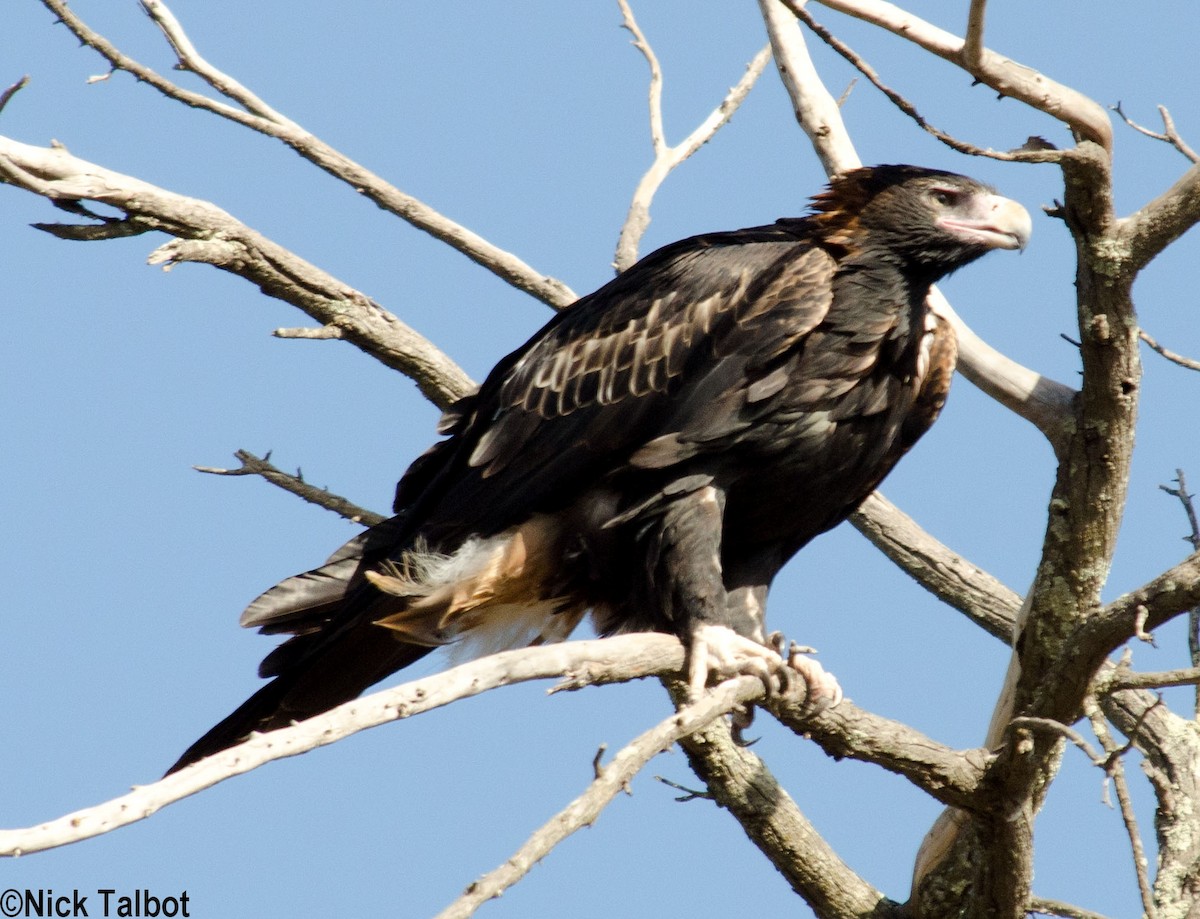 Wedge-tailed Eagle - ML205592441