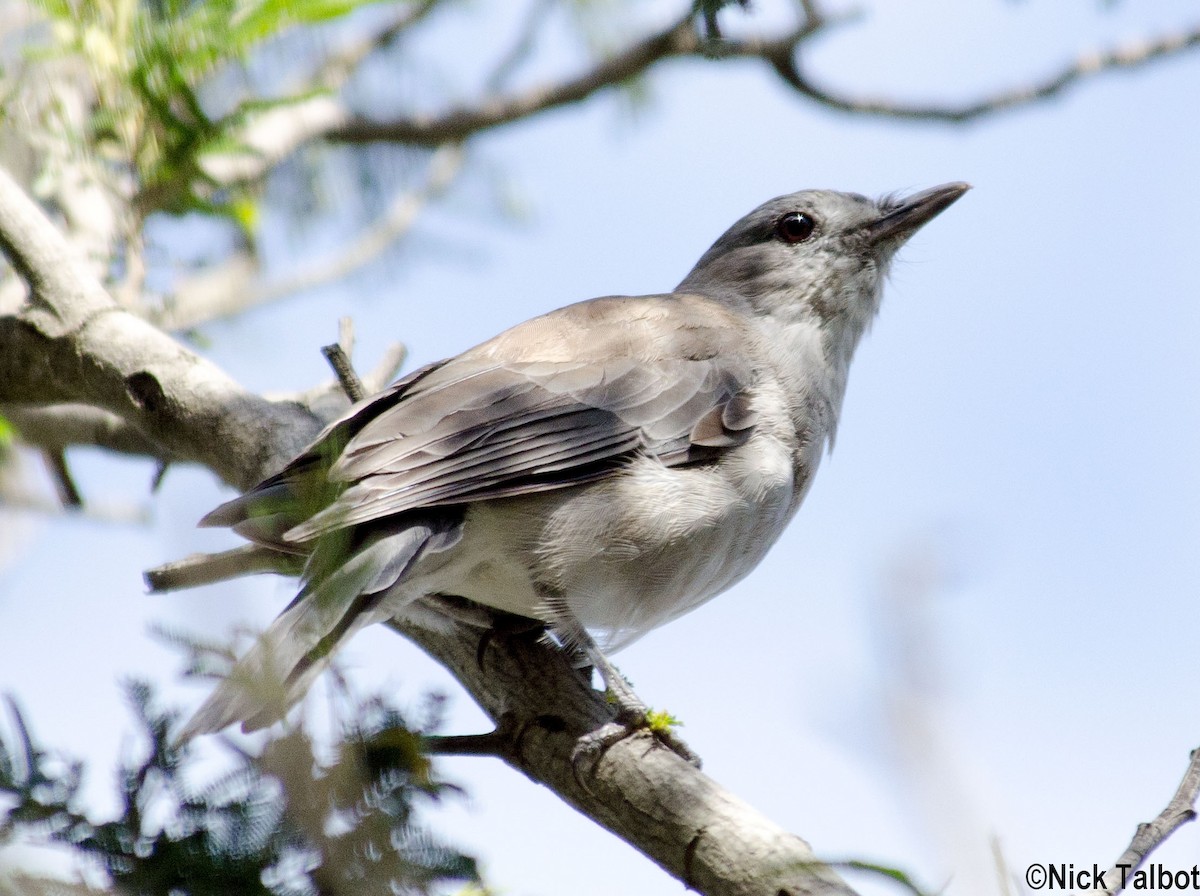 Gray Shrikethrush - ML205592531