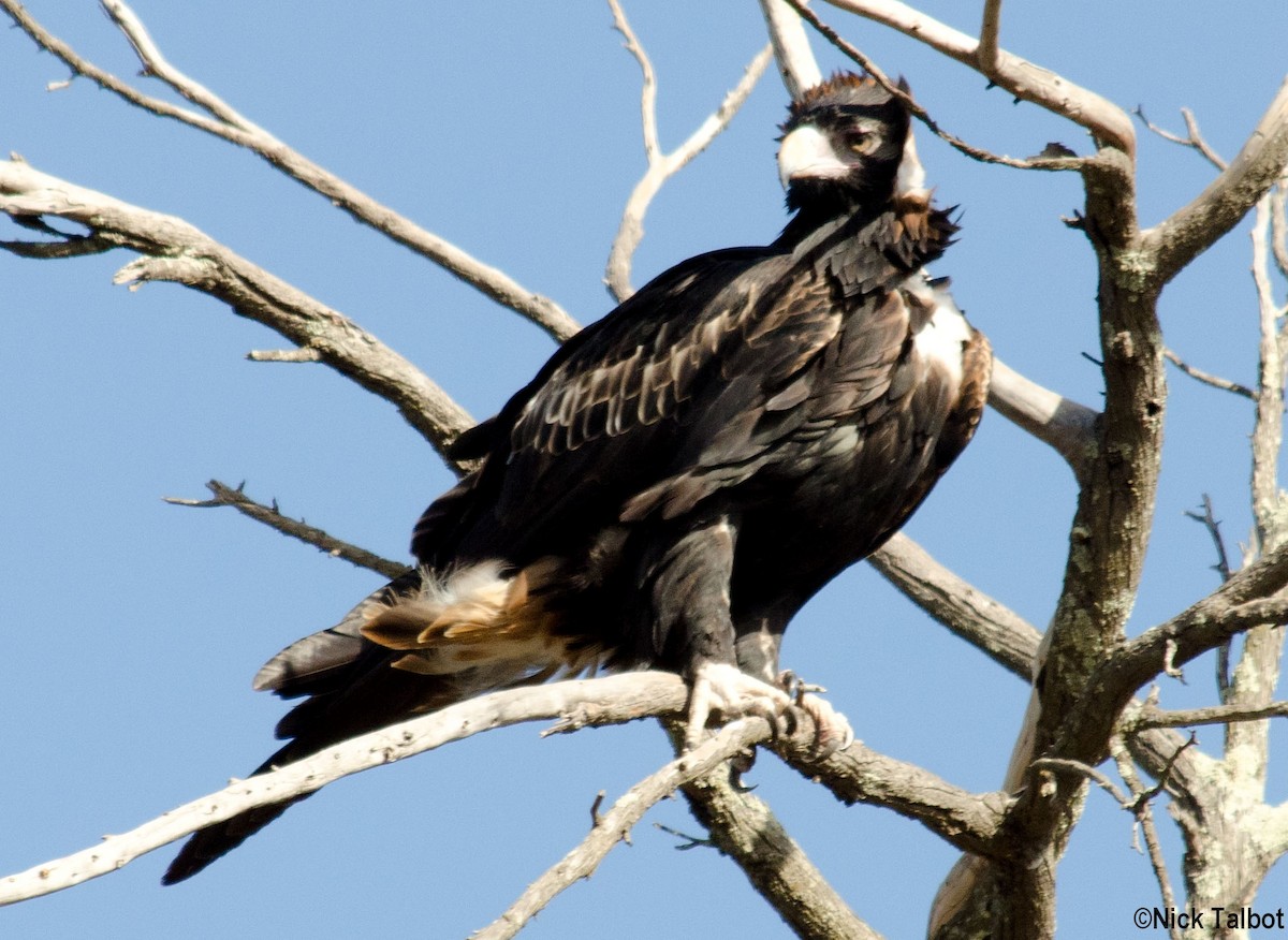 Wedge-tailed Eagle - ML205592541