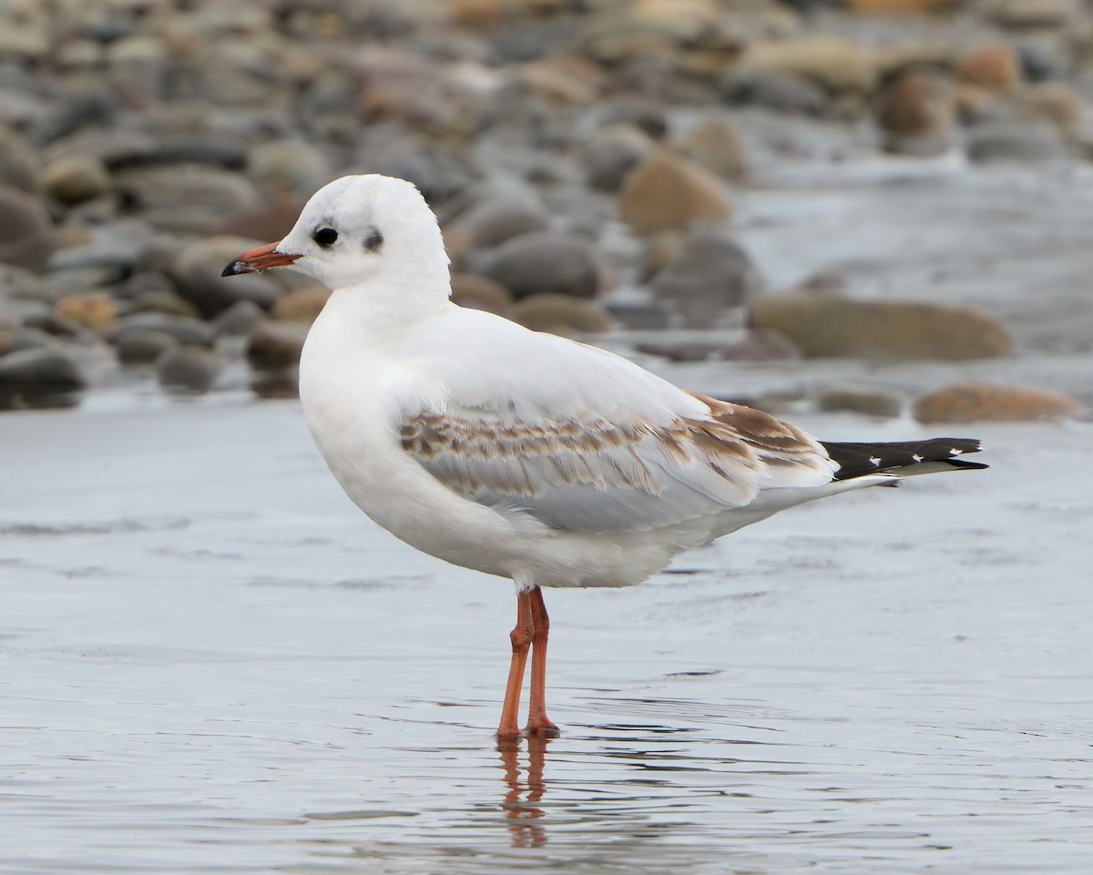 Brown-hooded Gull - ML205592901