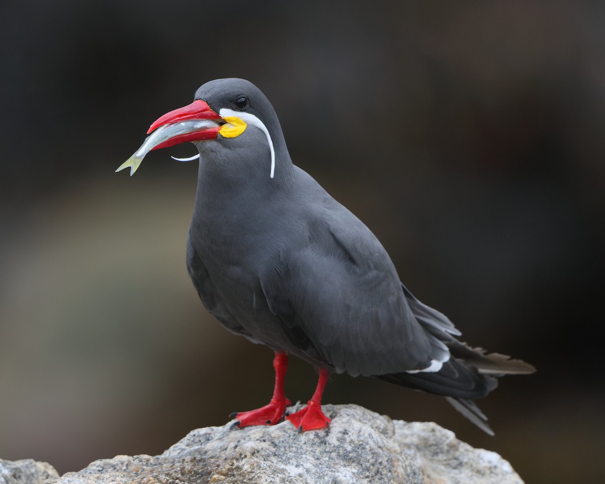 Inca Tern - ML205593041