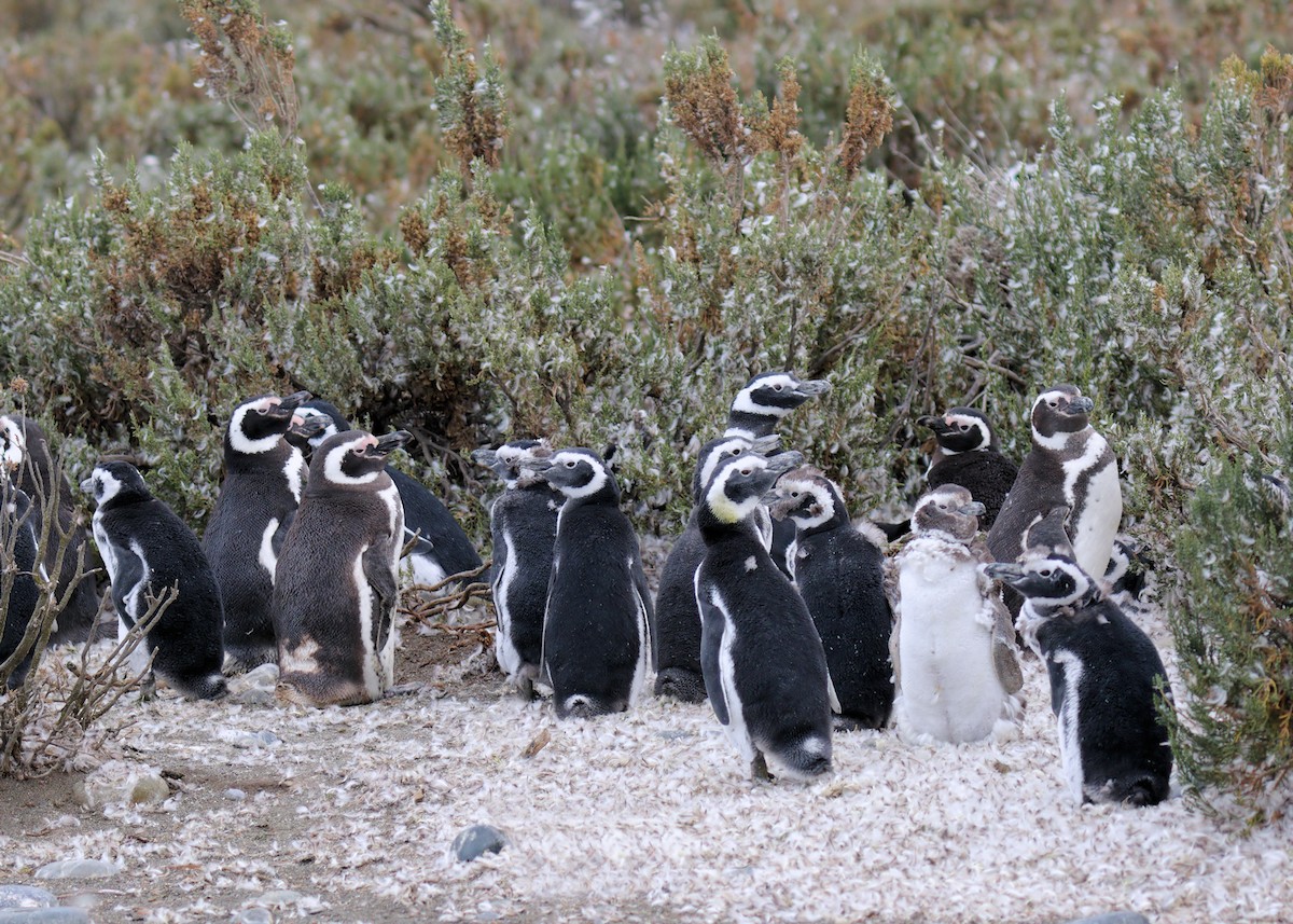 Magellanic Penguin - ML205593171