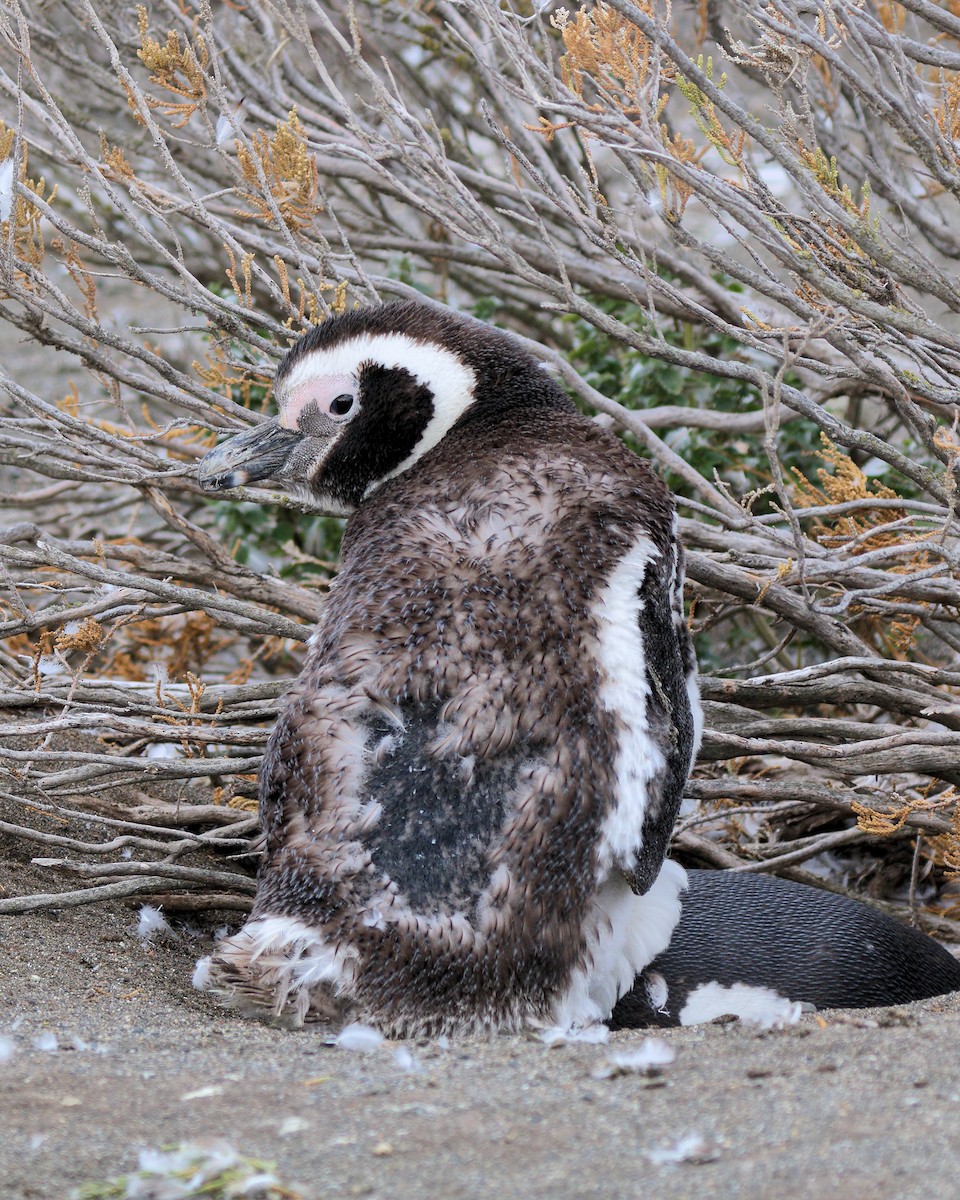 Magellanic Penguin - ML205593181