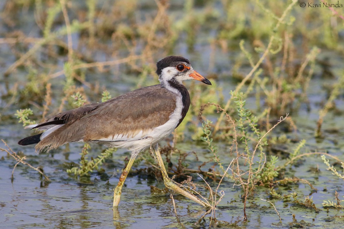 Red-wattled Lapwing - ML205593291