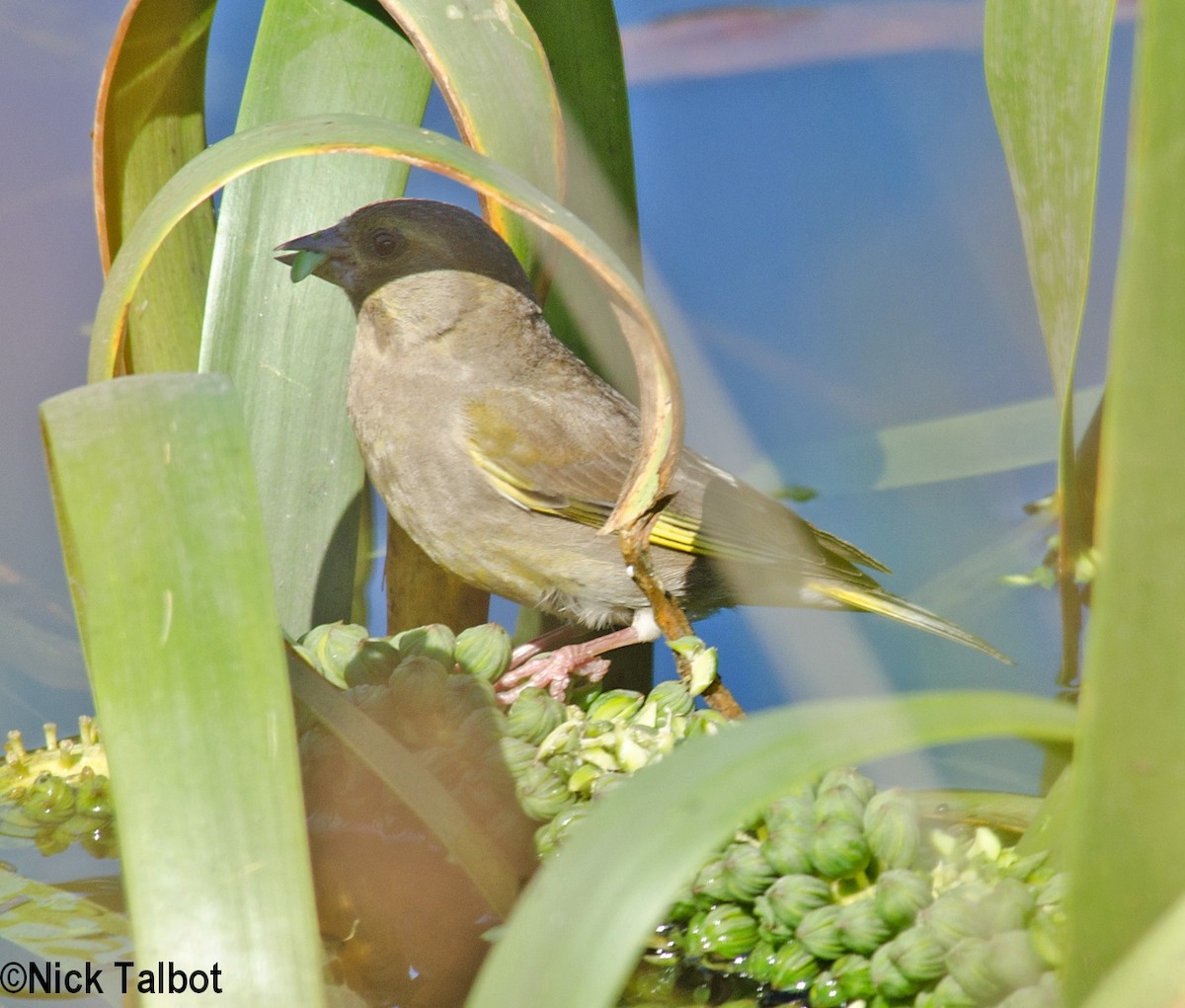 European Greenfinch - ML205594271