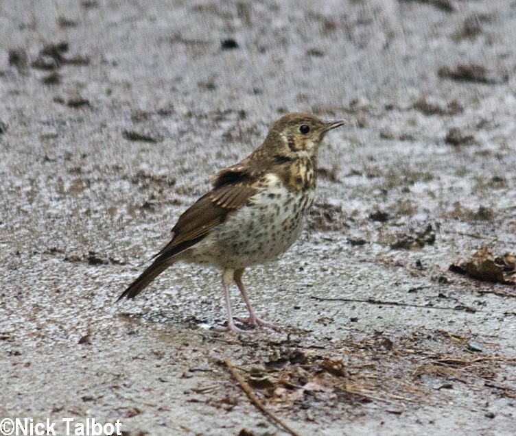 Song Thrush - ML205594301