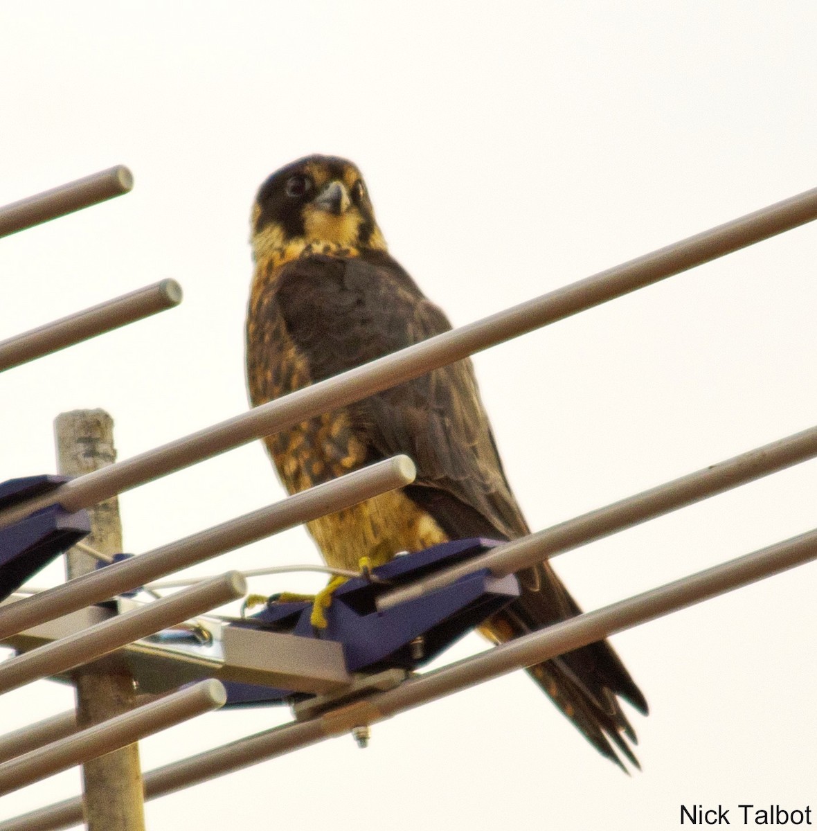 Australian Hobby - ML205596211