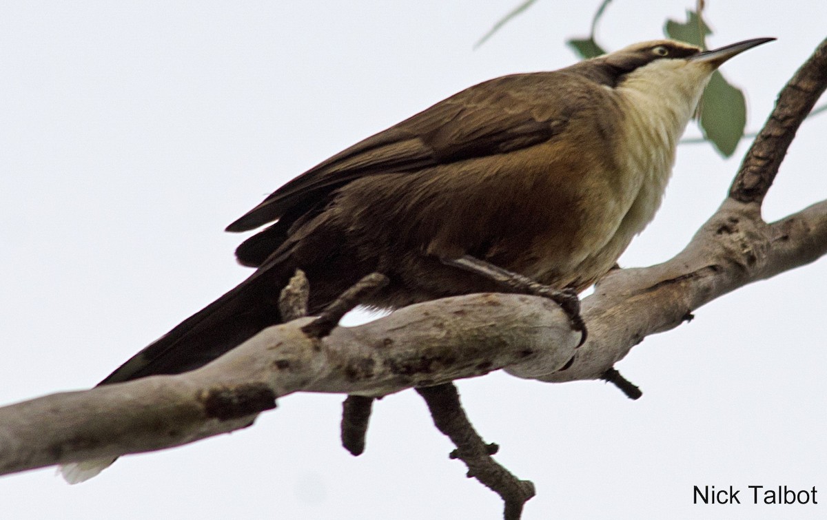 Gray-crowned Babbler - ML205596221