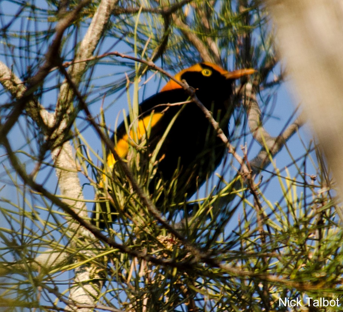 Regent Bowerbird - ML205596271