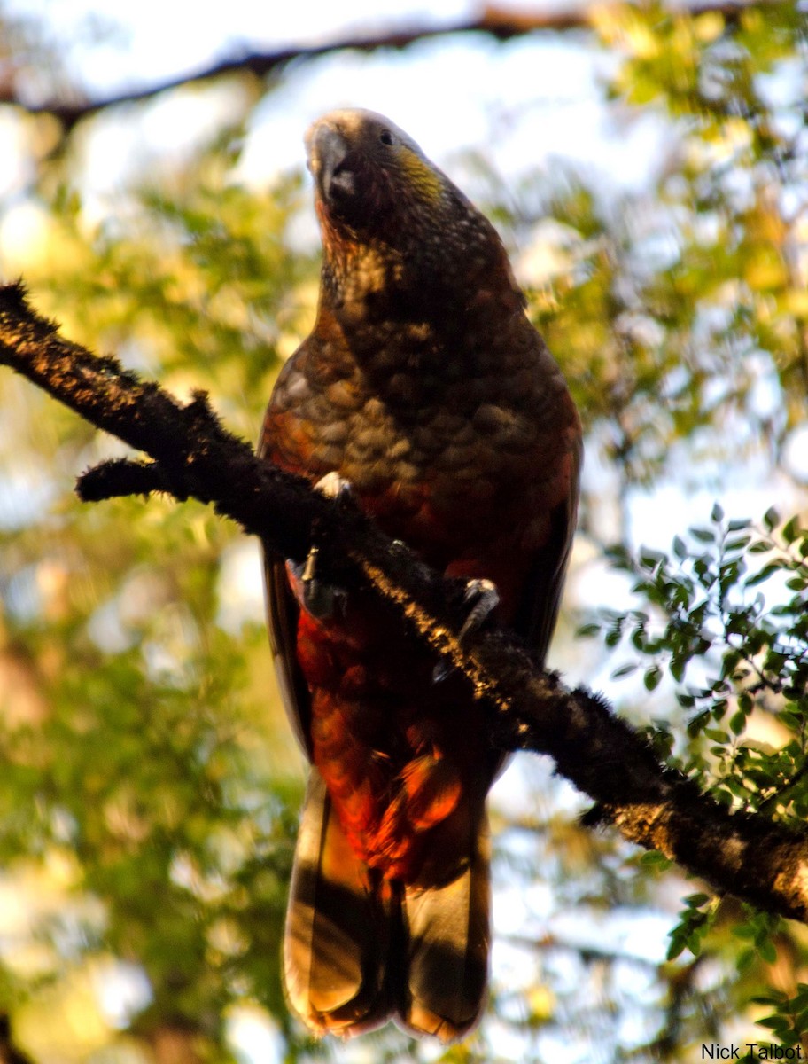 New Zealand Kaka - ML205596361