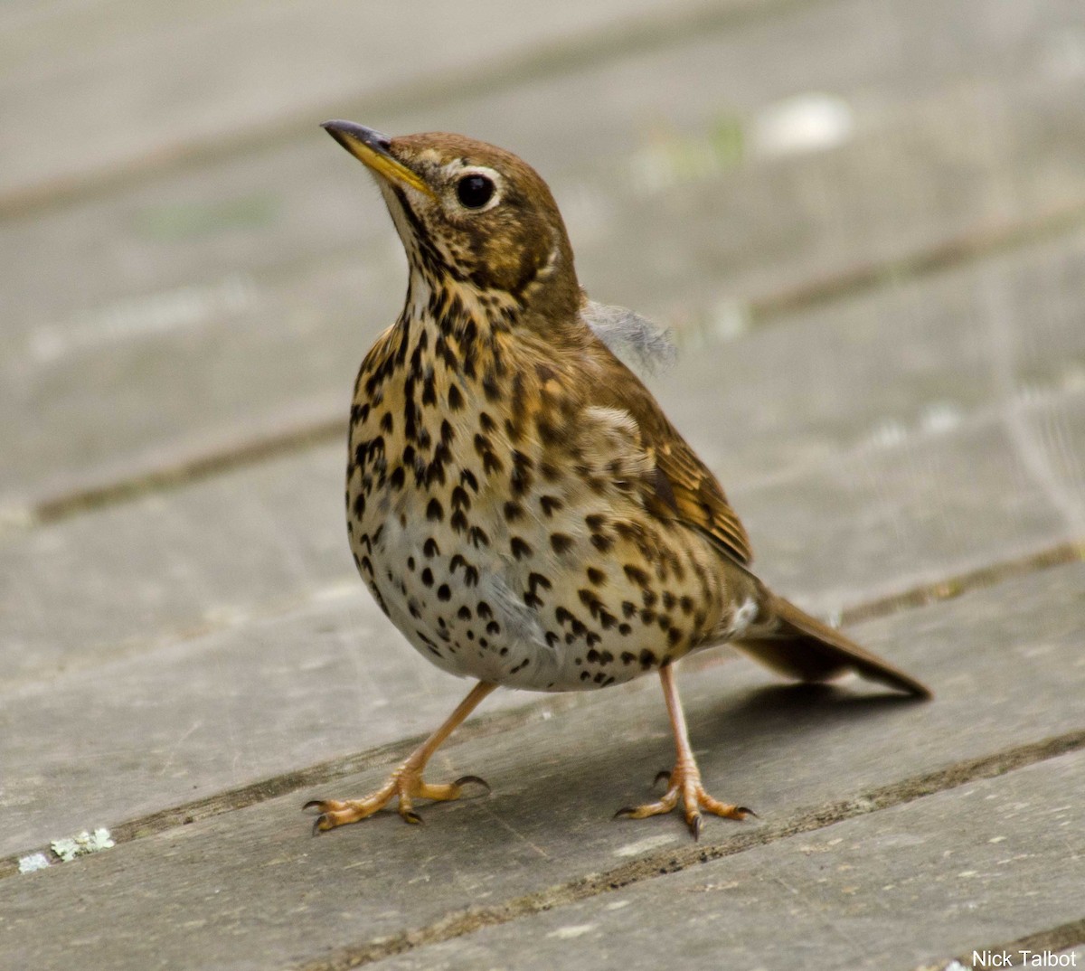 Song Thrush - ML205596451