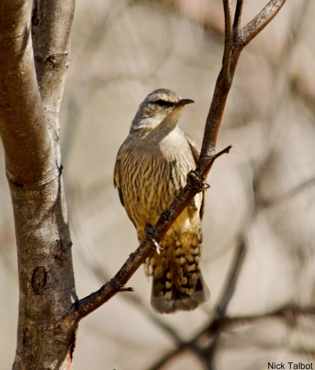 Brown Treecreeper - Nicholas Talbot