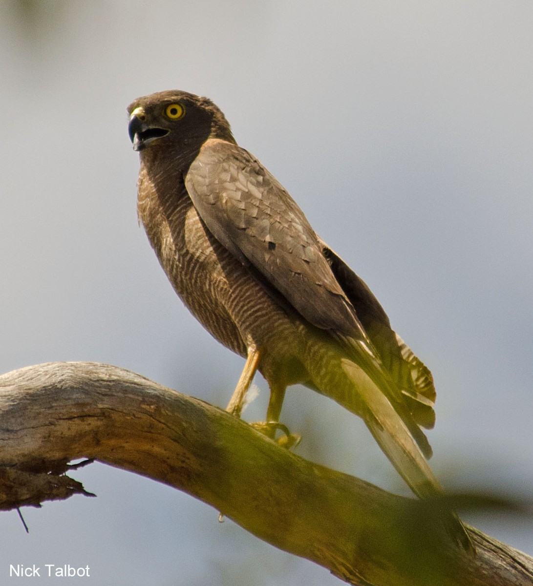 Brown Goshawk - Nicholas Talbot