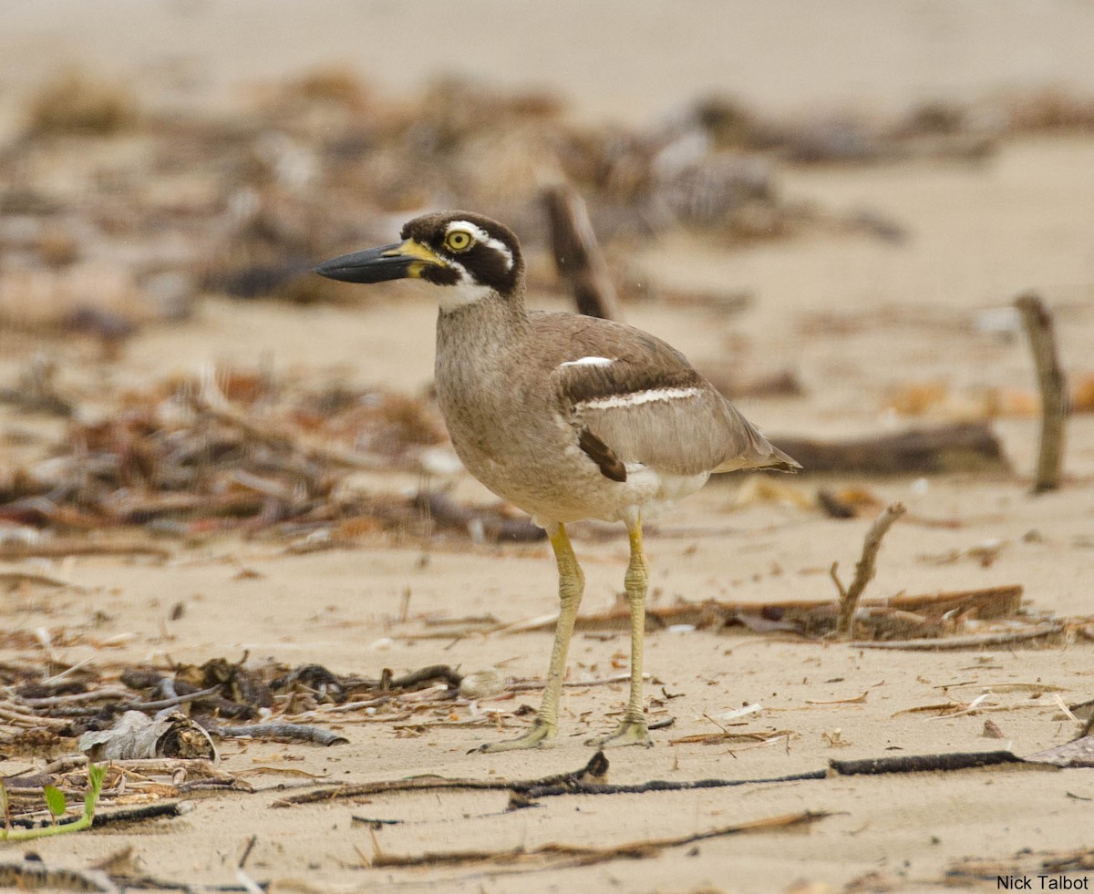 Beach Thick-knee - ML205596611