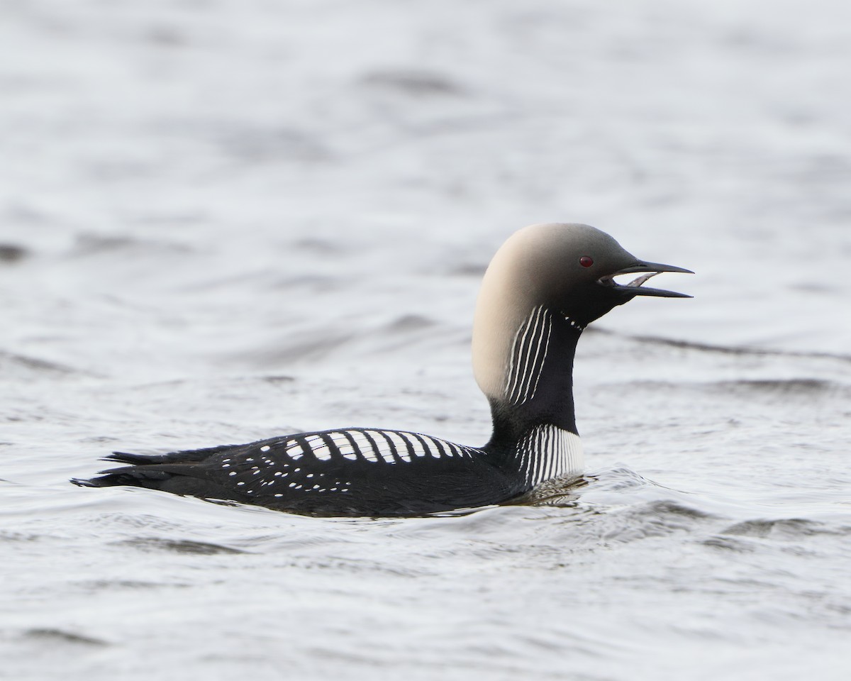 Pacific Loon - ML205597051