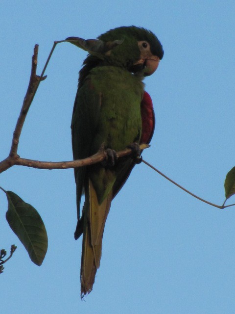 Red-shouldered Macaw (Southern) - ML205597451