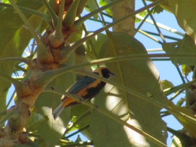 Burnished-buff Tanager (Stripe-bellied) - ML205597541