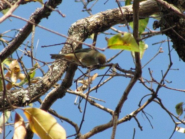 Burnished-buff Tanager (Stripe-bellied) - ML205597551