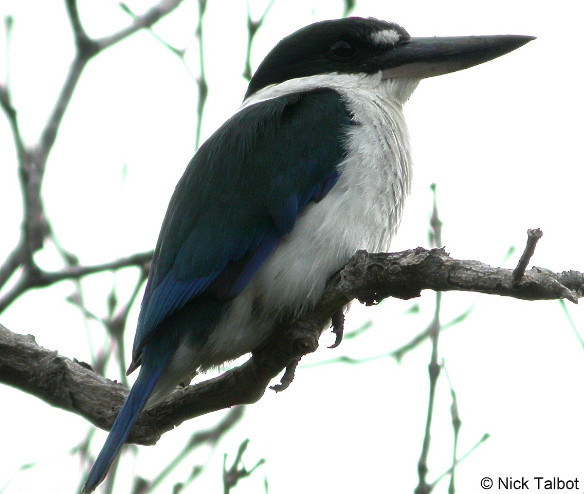 Torresian Kingfisher - ML205597691