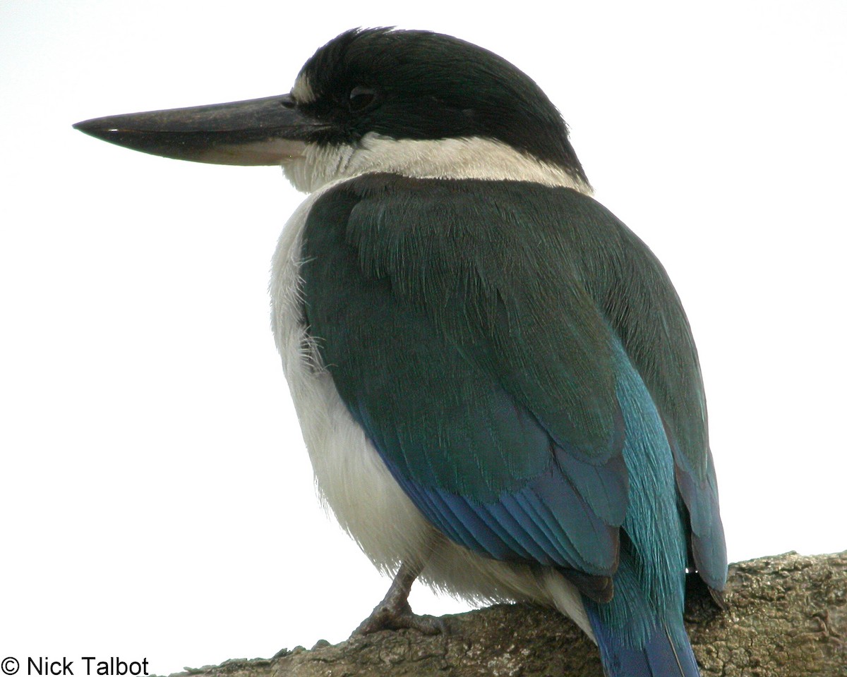 Torresian Kingfisher - ML205597701