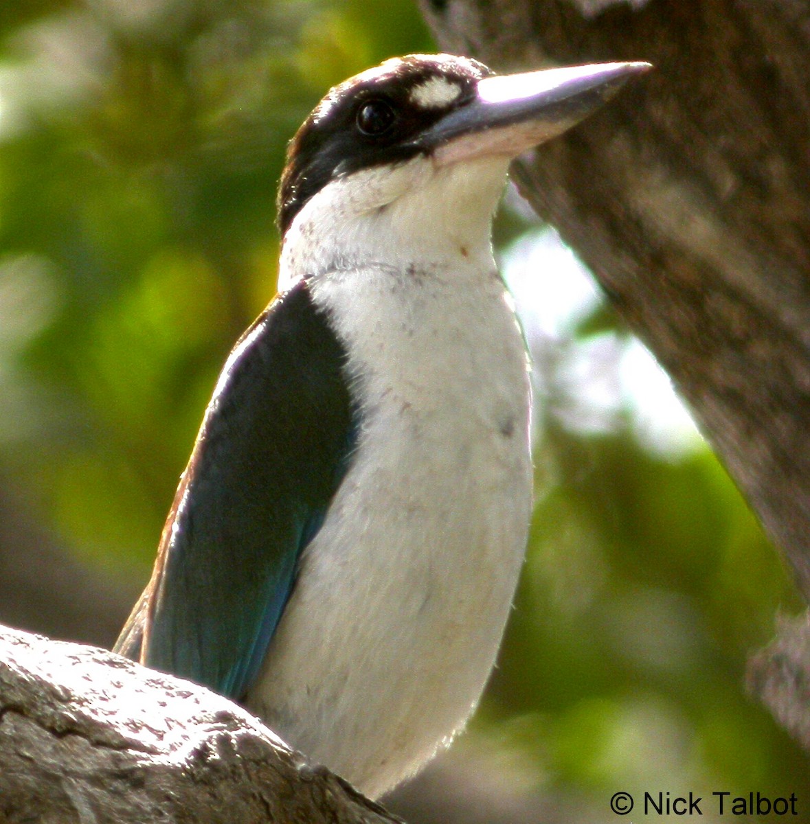 Torresian Kingfisher - Nicholas Talbot