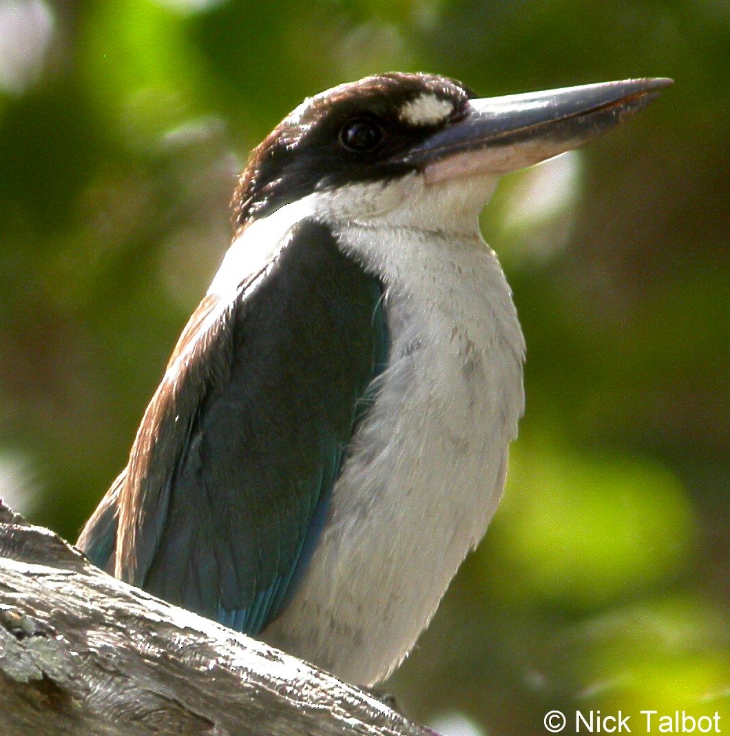 Torresian Kingfisher - ML205597741