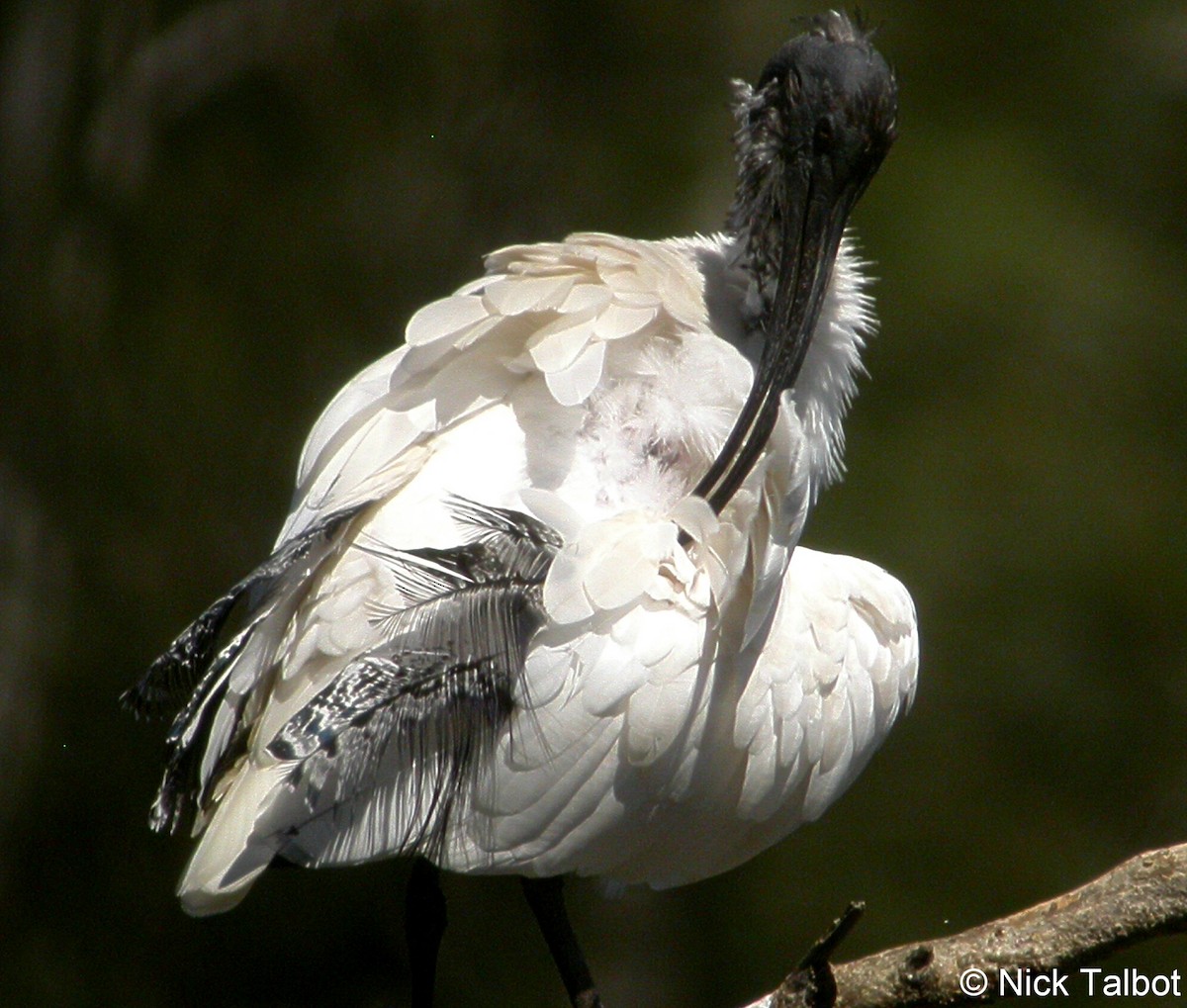 Australian Ibis - ML205597791