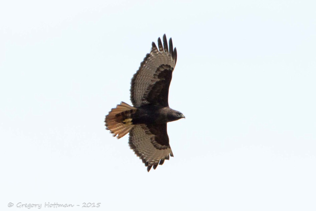 Red-tailed Hawk - ML20559801
