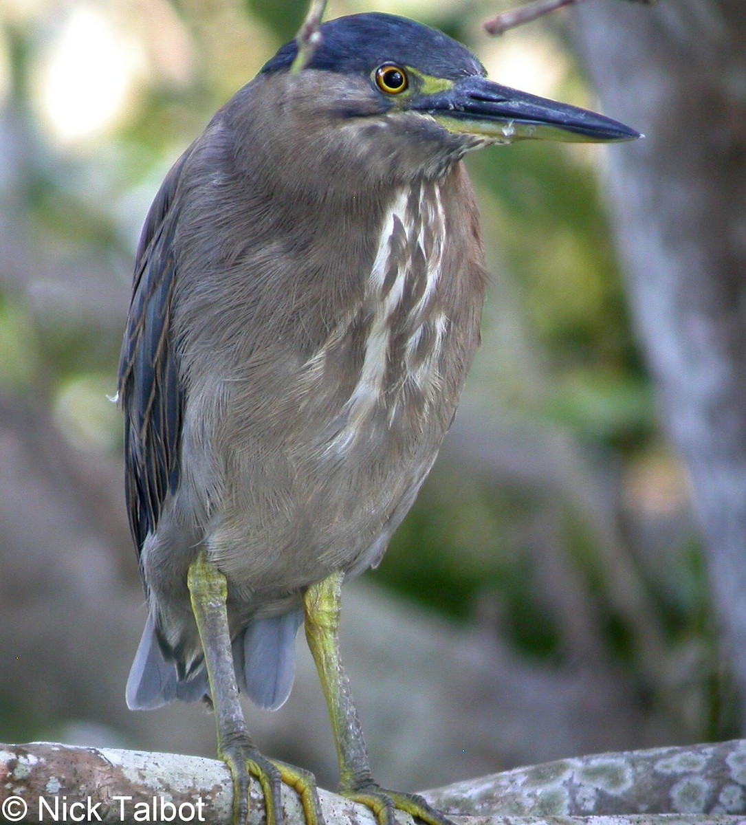 Striated Heron (Old World) - ML205598101