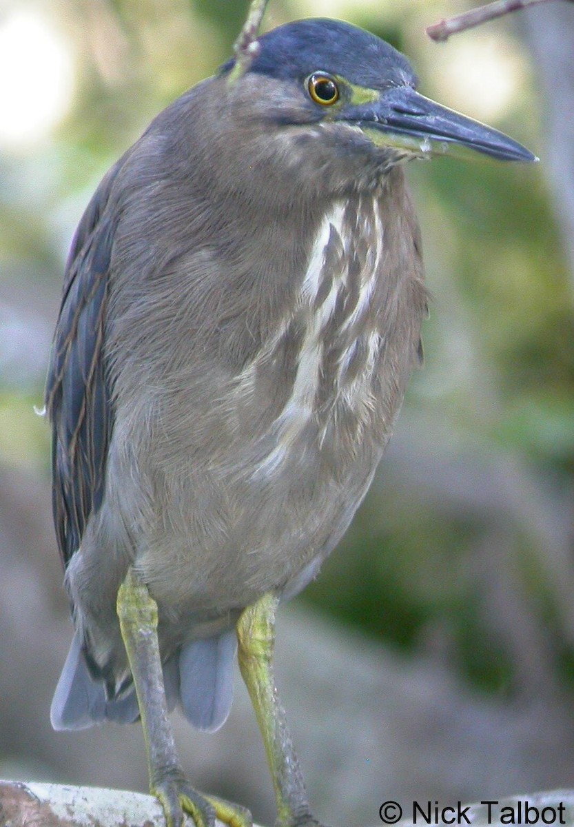 Striated Heron (Old World) - ML205598111