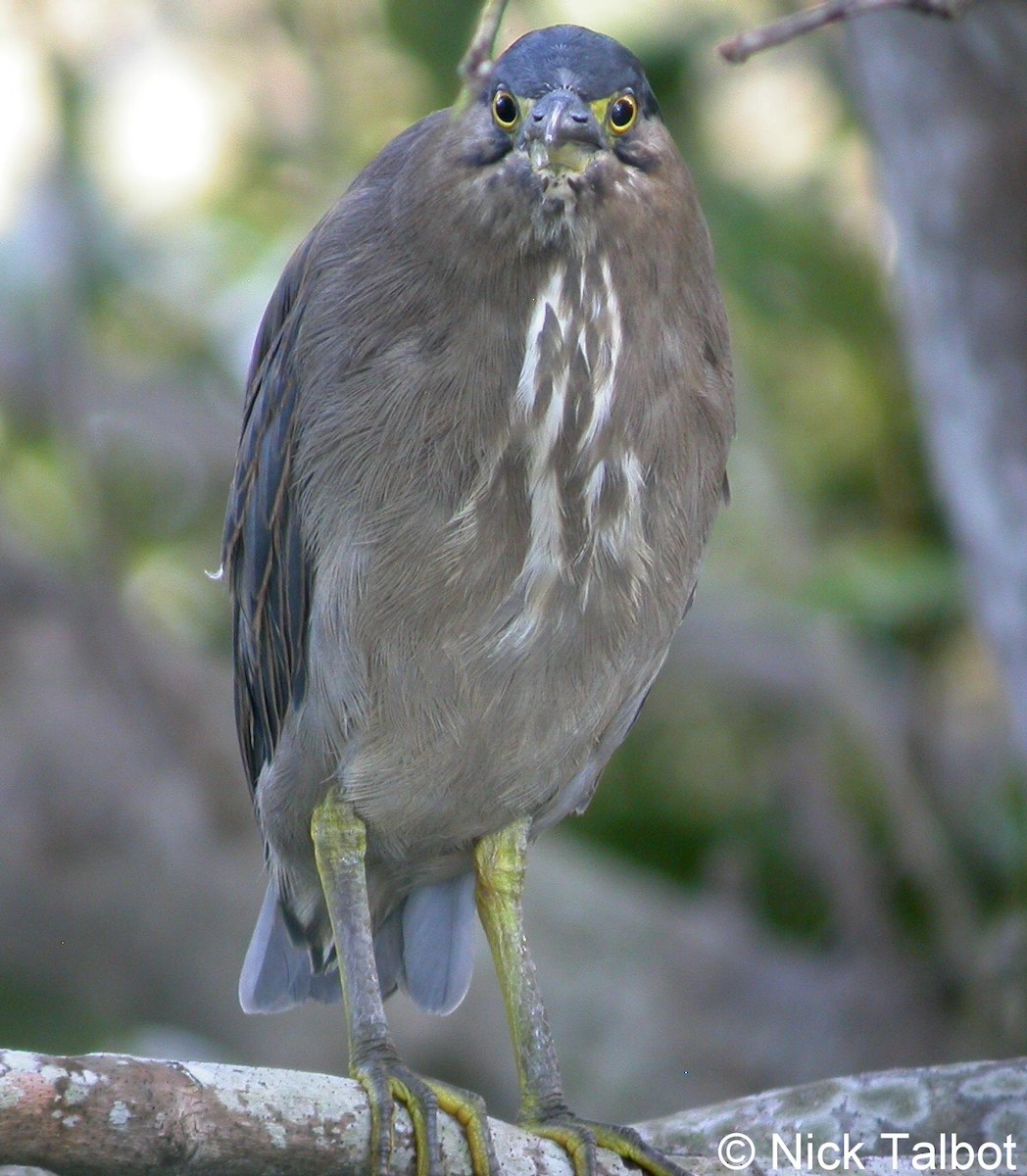 Striated Heron (Old World) - ML205598121