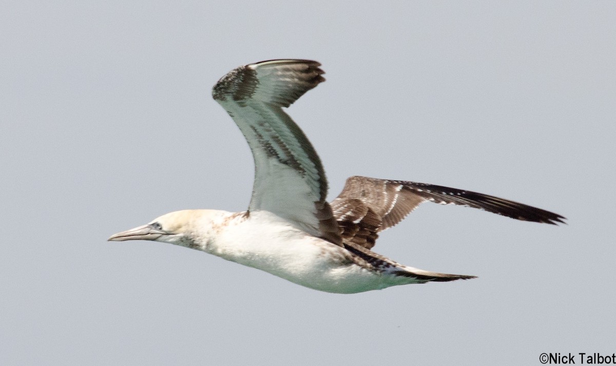 Australasian Gannet - Nicholas Talbot