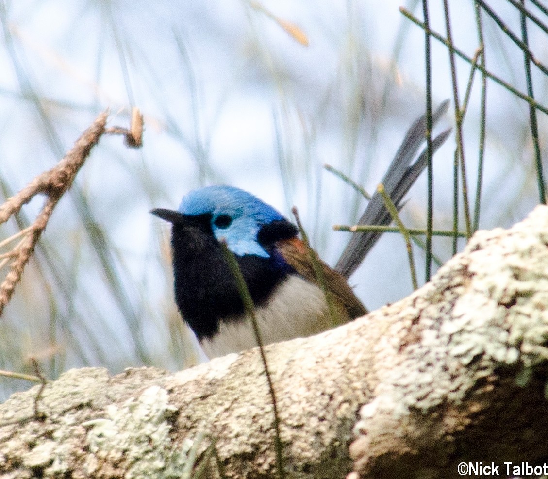 Variegated Fairywren - ML205598421