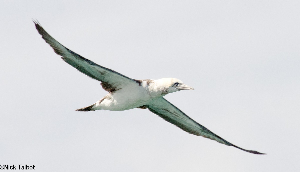 Australasian Gannet - ML205598471