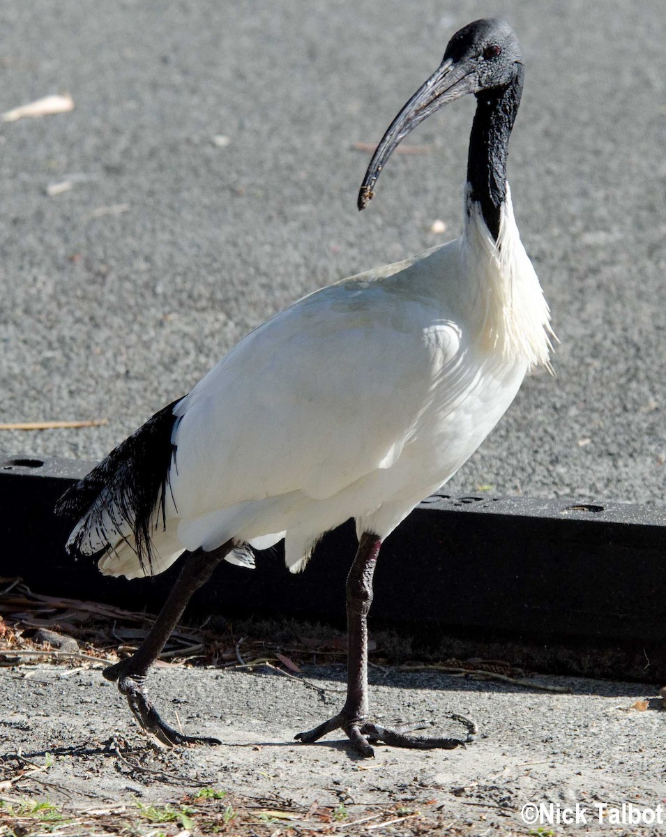ibis australský - ML205598511