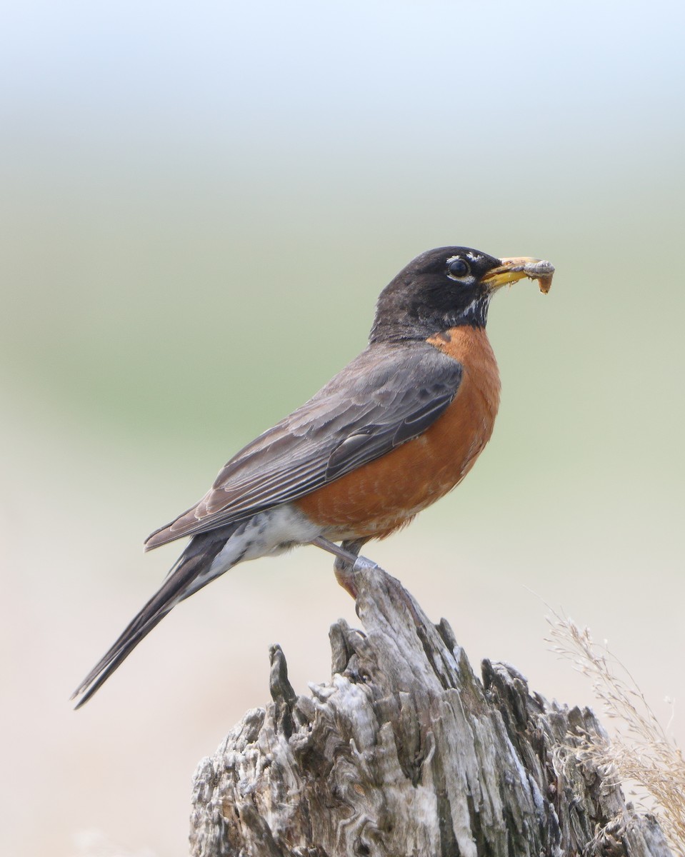 American Robin (migratorius Group) - ML205598781