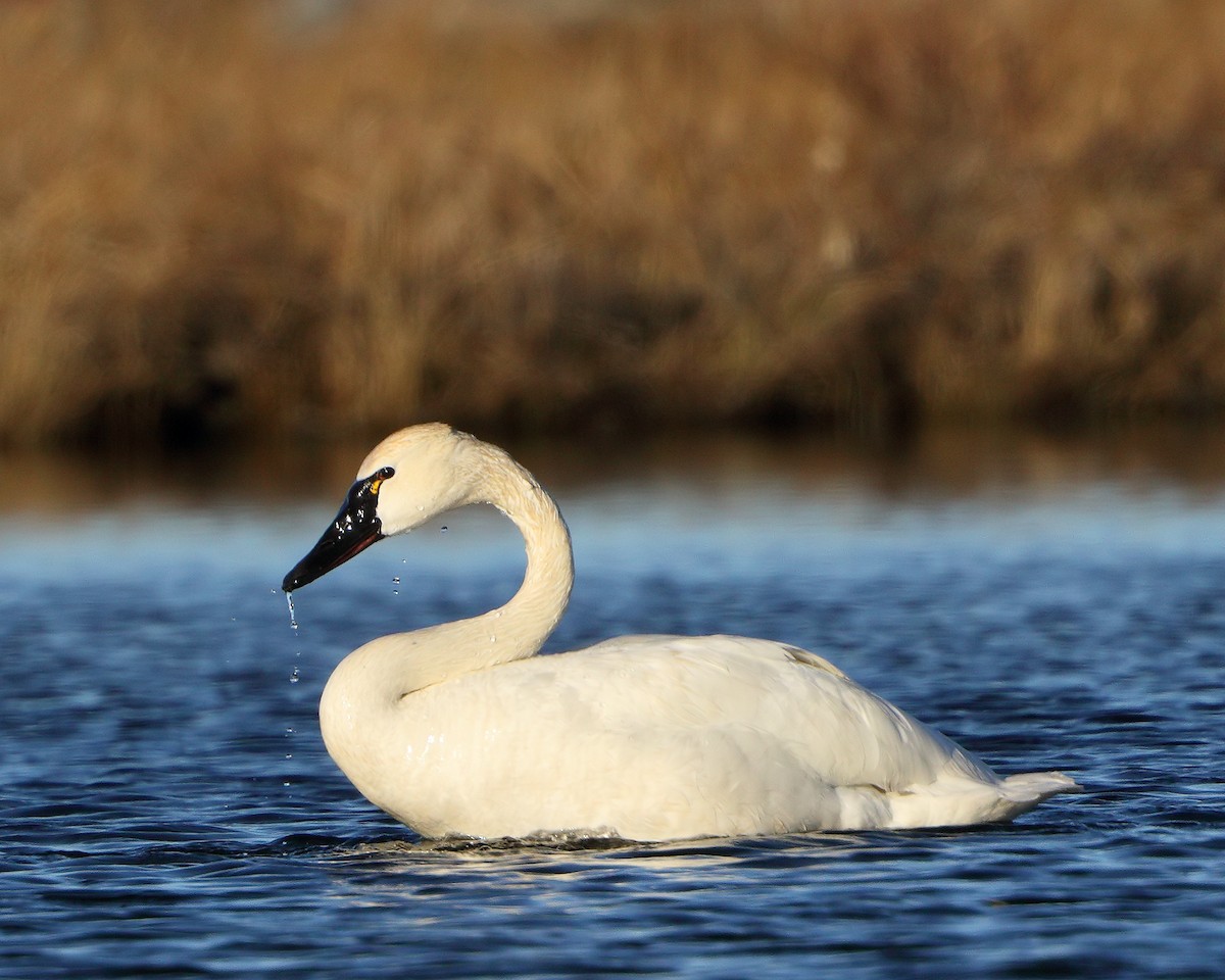 Zwergschwan (Pfeifschwan) - ML205598851