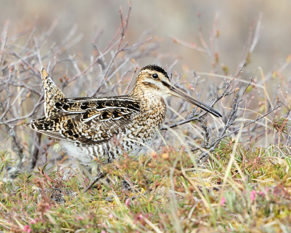 Wilson's Snipe - ML205598891