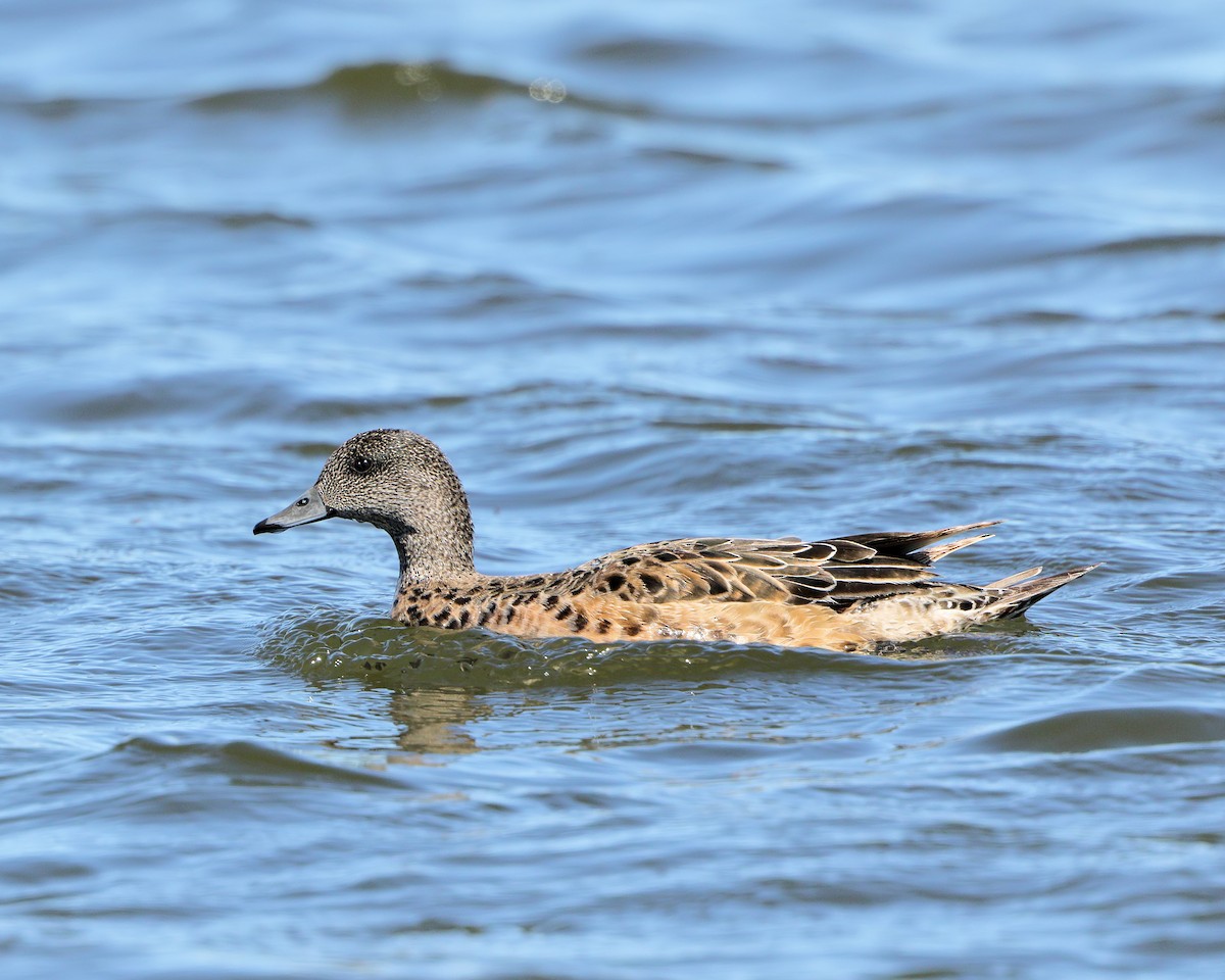 American Wigeon - ML205598951