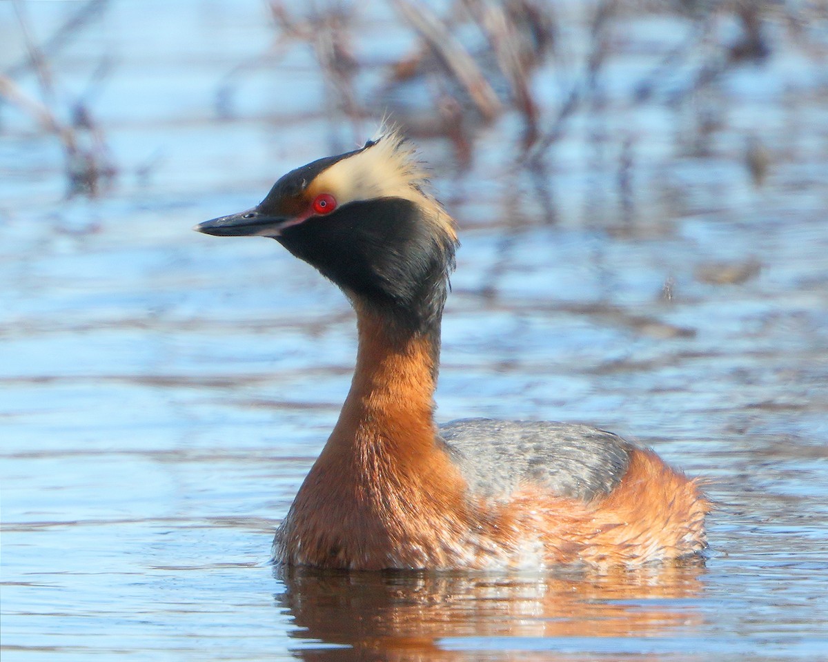 Horned Grebe - ML205598981