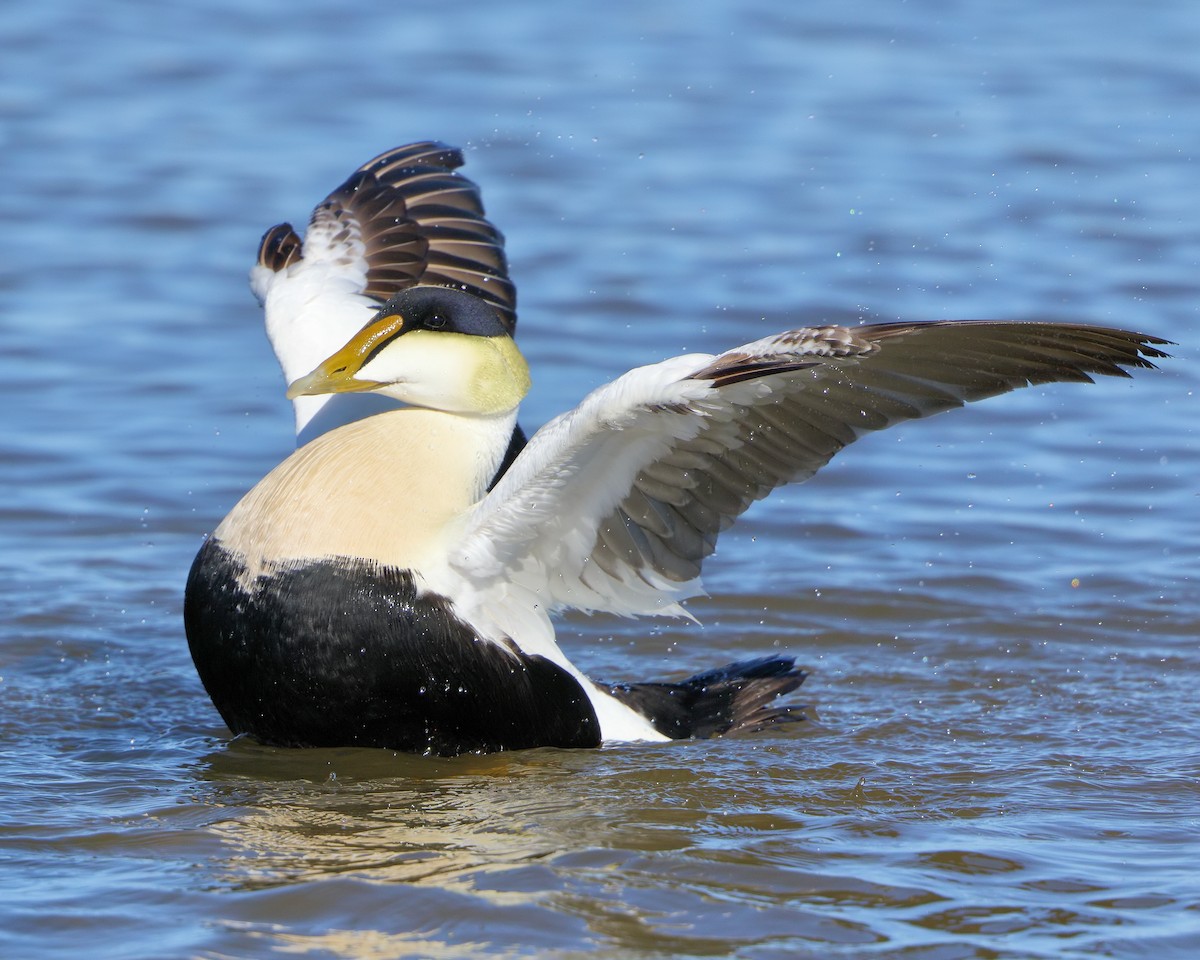 Common Eider (Hudson Bay) - Ian K Barker