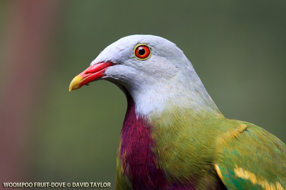 Wompoo Fruit-Dove - David taylor