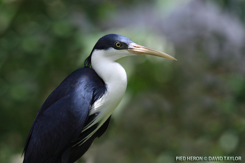 Pied Heron - ML205599211